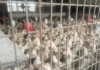 Asokore-Mampong Municipal distributes over 9,000 birds under Nkoko Nkete-nkete Programme